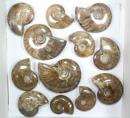 Lot: kg Iridescent, Red Flash Ammonites (-) - Pieces #82486